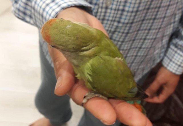 Image 5 of Rosy face( peach face) young lovebirds semi tame available
