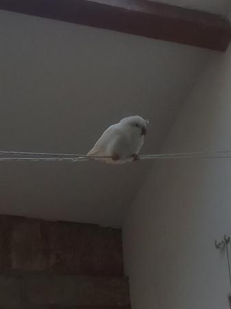 Image 9 of Tamed and cuddly white baby Quaker parrot DNA tested hen