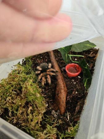 Image 2 of Tarantula t.blondi  grow on sling
