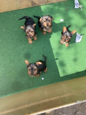 Image 5 of Yorkshire terrier puppies for sale ready now