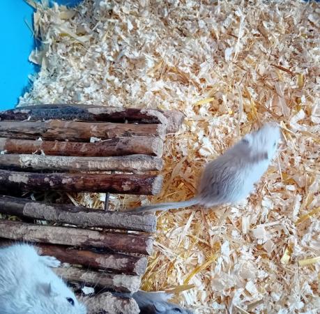 Image 1 of Gerbils for sale males and females
