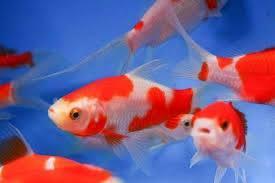 Image 1 of Variety of pond fish for sale!
