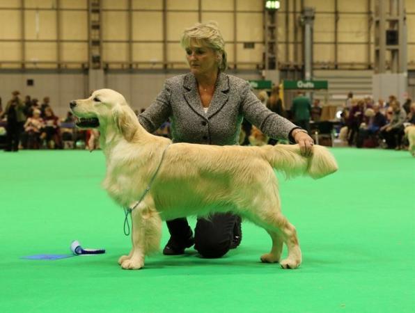 Image 6 of Kennel club registered golden retriever puppies