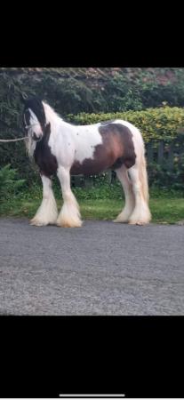 Image 3 of Lovely little riding cob mare 13hh