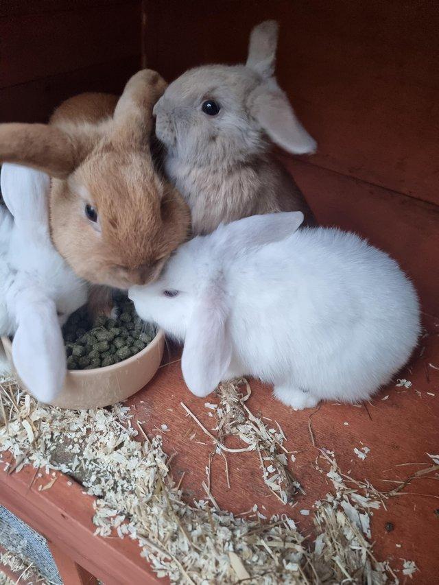Preview of the first image of 10 week old bunnies 2 white and 1 grey.