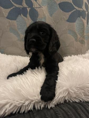 Image 3 of Black cocker spaniel puppy ready for loving home