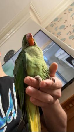 Image 2 of HAND REARED BABY ALEXANDRINE PARROT