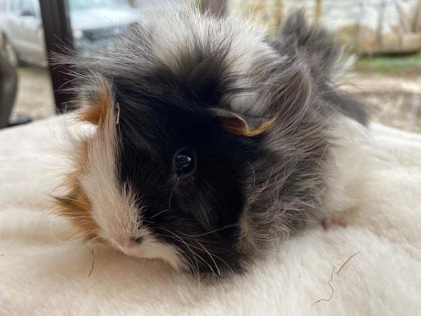 Image 13 of Beautiful female guinea pigs 3 months old
