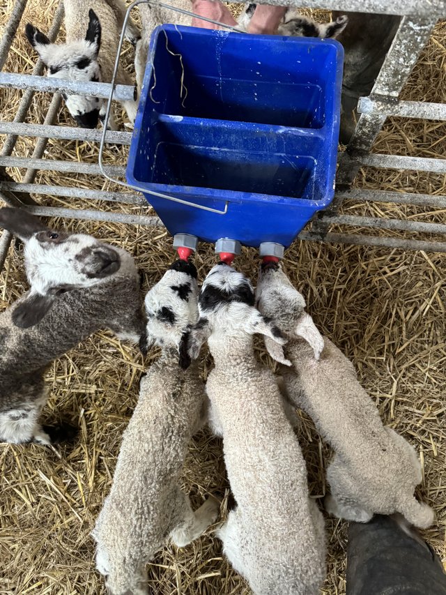 Preview of the first image of Pet Lambs for sale Males & Females.
