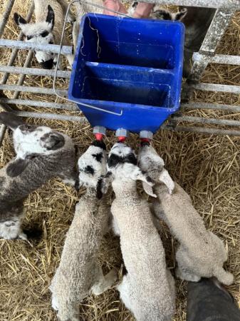 Image 1 of Pet Lambs for sale Males & Females