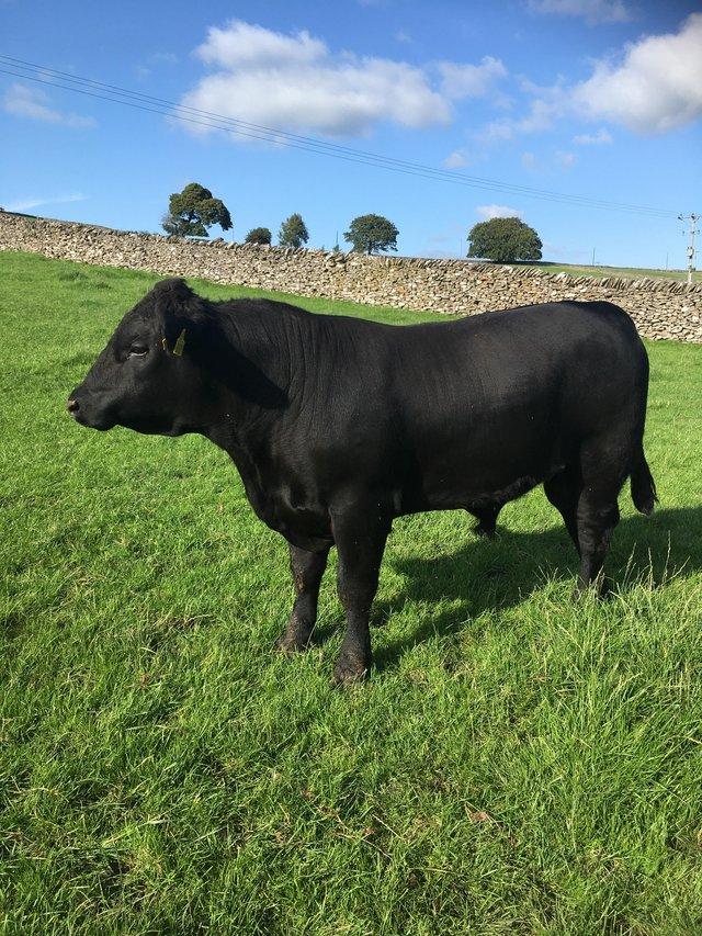 Preview of the first image of Pedigree Aberdeen-Angus young bulls.