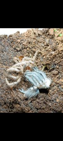 Image 4 of Curly hair tarantula. Sex unknown