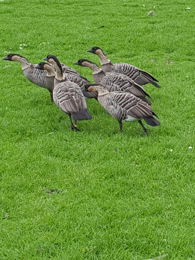 Preview of the first image of For Sale Female Hawaiian geese.