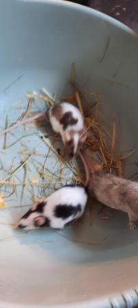 Image 4 of 5 male mice looking for their forever homes ##free