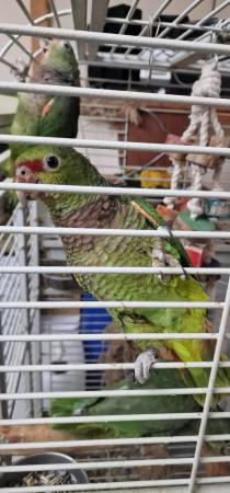 Image 14 of Handreared Tame Amazon parrots. **Super Rare**