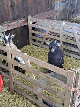 Image 2 of Two female Pygmy goats £250 each