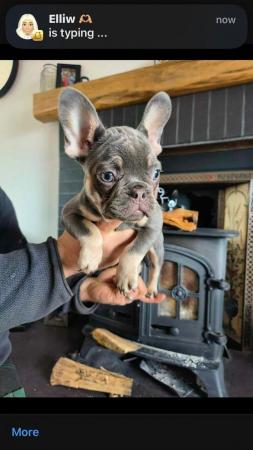 Image 8 of 10 week old Registered Frenchies
