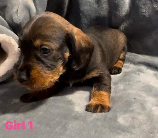 Image 4 of Working Teckel - Wirehaired Dachshund Puppies