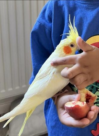 Image 14 of Quality Baby & Adult breeding cockatiels - Various Colours
