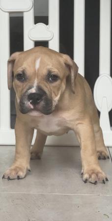 Image 1 of ABKC Pocket bully pupsMessage for more info TopBloodline