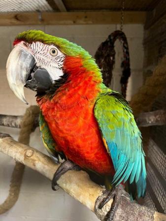Image 7 of South west parrot rescue parrot rehoming service