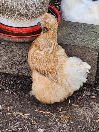 Image 2 of Silkie Bantam hens various colours
