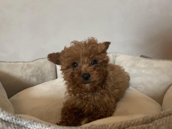 Image 7 of Toy Cavapoo puppies Available