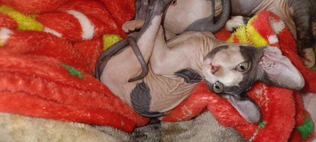 Image 3 of 2 sphynx girls currently 7 weeks old