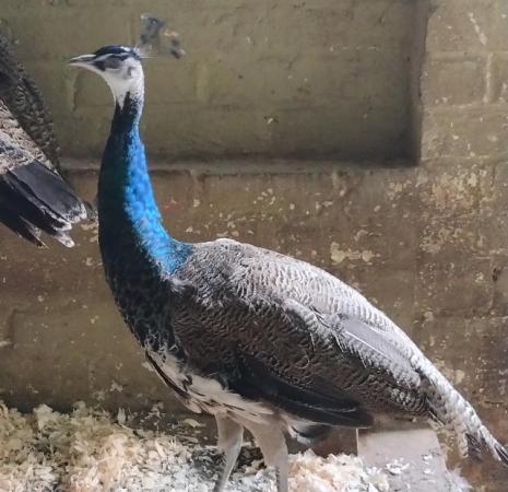 Image 3 of Indian Blue Male Peacocks Four for sale