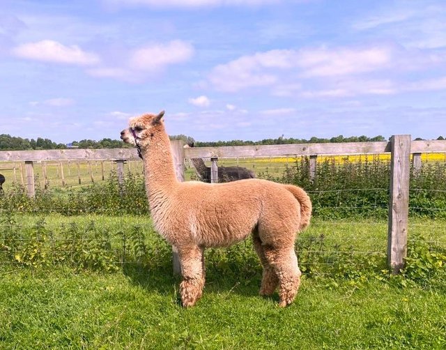 Preview of the first image of STUNNING BAS FAWN ALPACA MALE- READY TO MEET THE GIRLS.