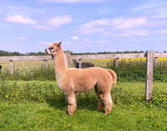 Image 1 of STUNNING BAS FAWN ALPACA MALE- READY TO MEET THE GIRLS