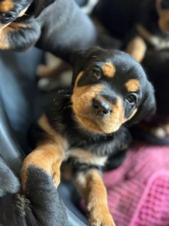 Image 5 of Beautiful puppies for sale