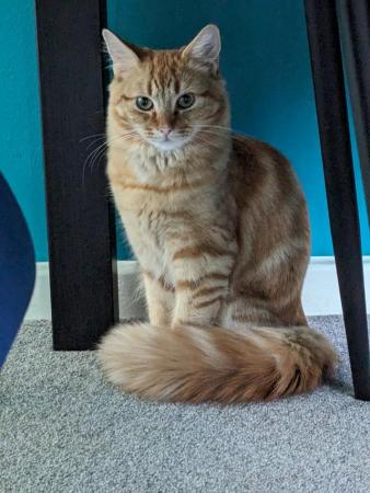 Image 1 of Ginger female kitten 6 months
