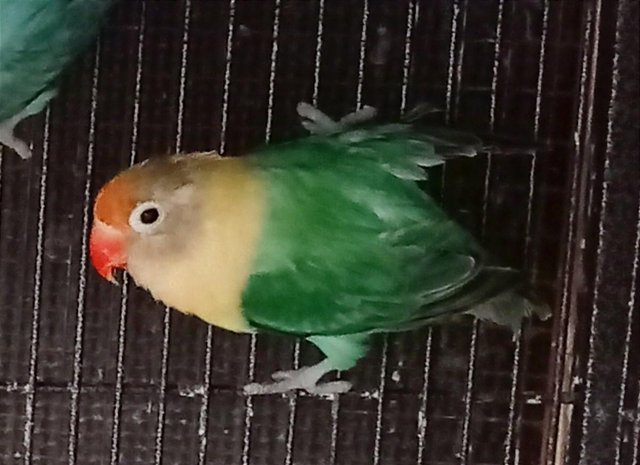Preview of the first image of DNA /gender tested female lovebird.