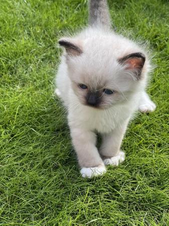 Image 3 of Stunning seal mitted beautiful girl big blue eyes