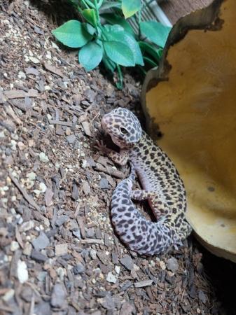 Image 4 of Beautiful Female Leopard Gecko