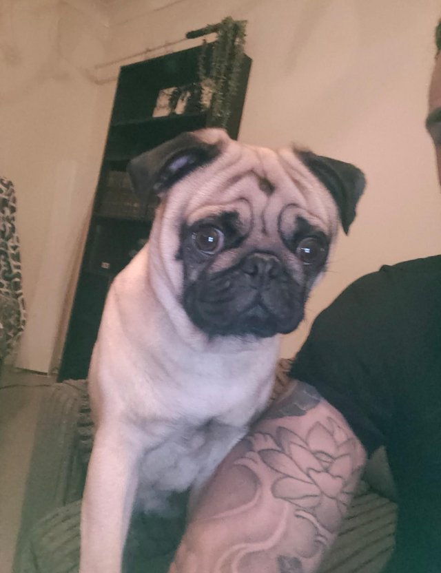 Preloved pugs for store free