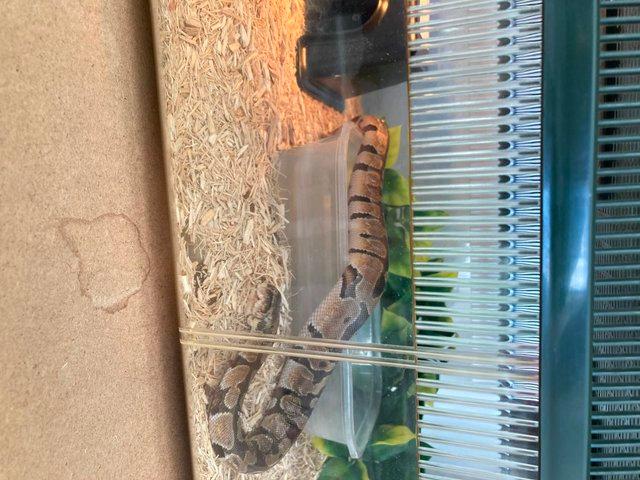 Preview of the first image of 5 month old Ball Python for sale.