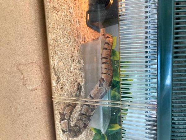 Image 1 of 5 month old Ball Python for sale