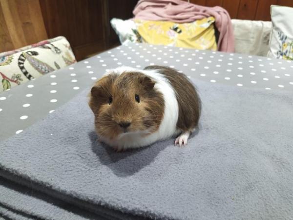 Image 7 of Female pair of baby Silkie coronet guinea pig baby for sale