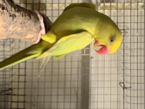 Image 1 of ring necks parrots for sale