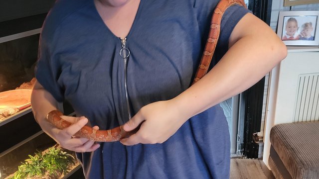 Image 3 of Beautiful corn snake, believed to be male