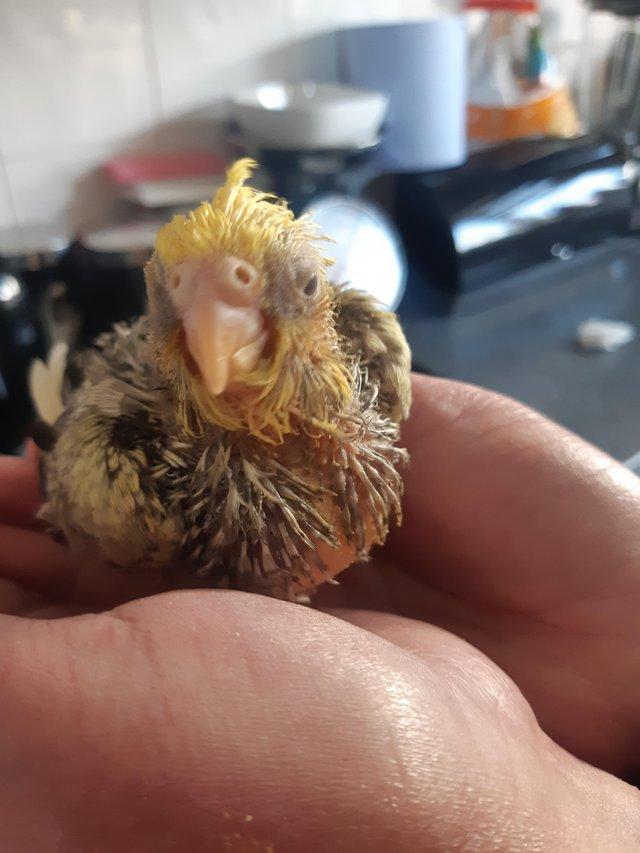 Preview of the first image of 12 week old handreared cockatiel.