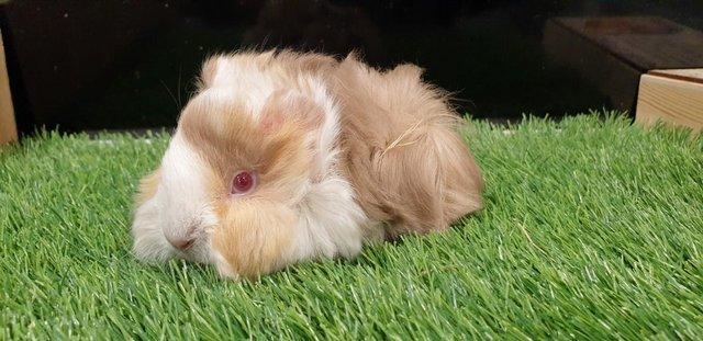 Image 1 of I have for sale sows and boar guinea pigs