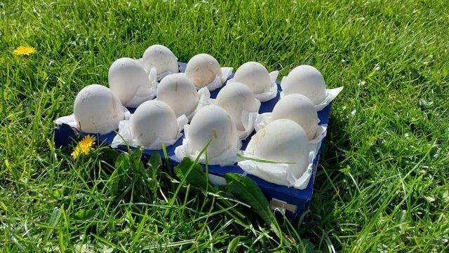 Image 1 of Hatching Goose eggs for sale