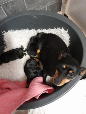 Image 3 of Miniature pinscher puppies available