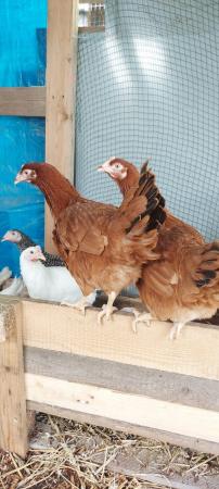 Image 3 of Point of Lay Blacktail Pullets For Sale