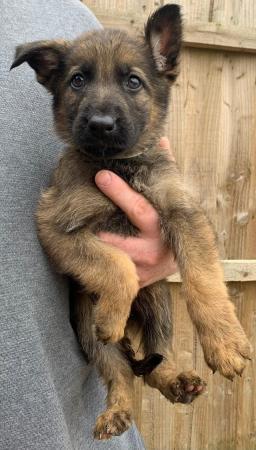 Image 7 of German Shepard puppies looking for there forever homes