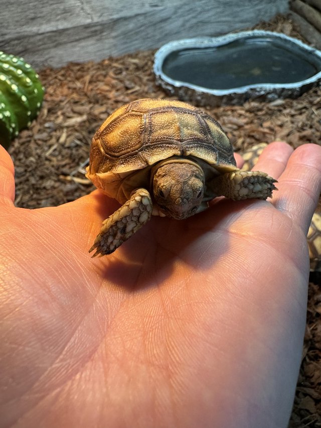 Preview of the first image of Sulcata Tortoise Captive Bred 2023.