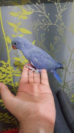 Image 1 of Gorgeous Ringneck parrot